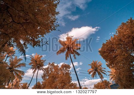 Infra red image of red foliage against a blue sky with clouds