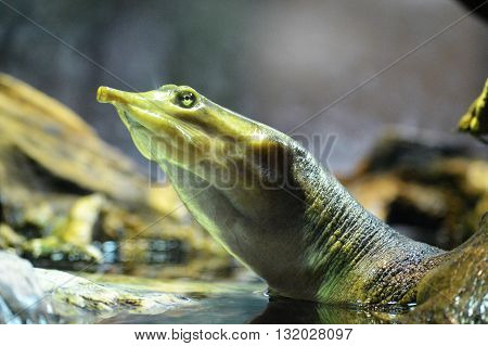 A soft shell turtle surfacing in the water