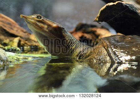 A soft shell turtle surfacing in the water