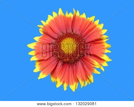 Red and orange gaillardia aristata flower on a blue background.