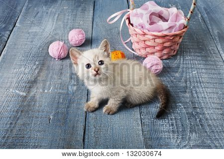 White kitten with pink wool ball and straw basket. Playful white kitten. Sweet adorable kitten on a serenity blue wood background. Small cat. Funny kitten with copyspace