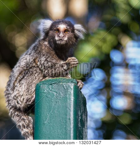 Shot of a small monkey marmoset Callithrix jacchus over the park fence with background out of focus staring to who looks to him and with one hand on the air.