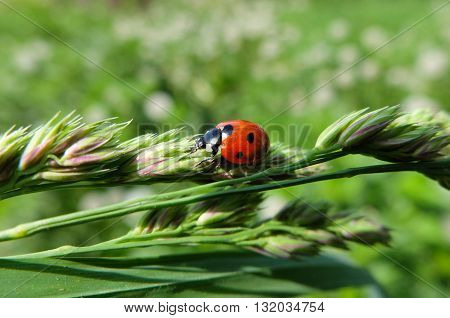 Red ladybug sits on a green leaf. Ladybug beetle: Coccinellidae. Cute beautiful insect. The insect specks.