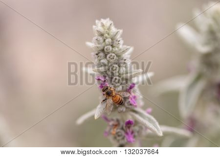Honeybee, Apis mellifera, gathers pollen on a flower in Southern California, United States.