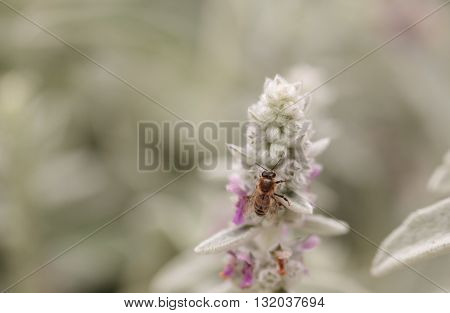 Honeybee, Apis mellifera, gathers pollen on a flower in Southern California, United States.