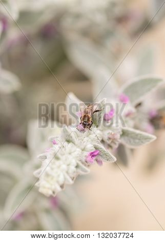 Honeybee, Apis mellifera, gathers pollen on a flower in Southern California, United States.
