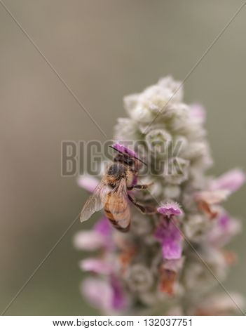 Honeybee, Apis mellifera, gathers pollen on a flower in Southern California, United States.
