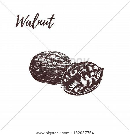 Walnut. Walnut hand drawn scetch. Walnut vector illustration. Walnut on white background. Walnut in vintage style.