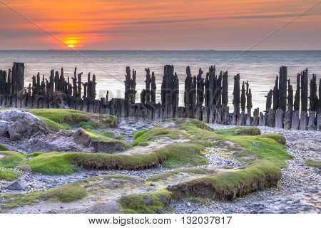 Tidal Salt Marsh Wadden Sea