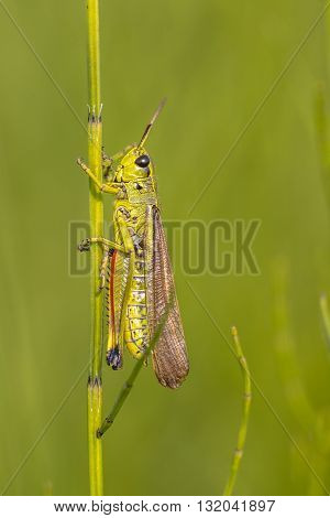 Moerassprinkhaan On Horsetail