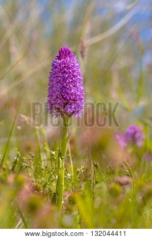 Pyramidal Orchid In The Dunes