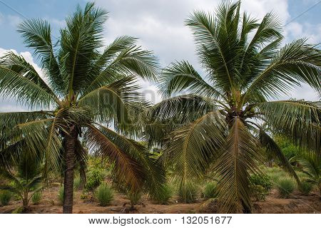 Green coconut at tree garden fruit palm