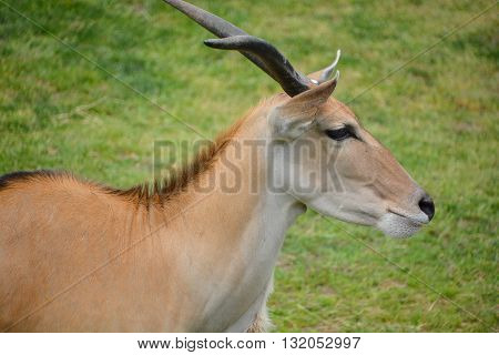Eland (Cape or Livingstone's) (Tragelaphus oryx). Largest of all the world's antelope.