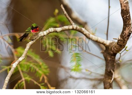 Ruby Throated Humming bird in a boreal forest in Northern Quebec after its long migration north. Very small hummingbirds with a lot of fight to do the long trip from the south.