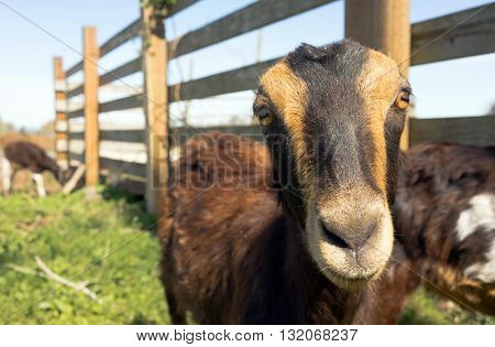 Earless Goat Close Portrait Farm Animal Domestic Livestock