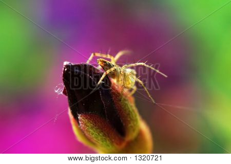 Ragno Lynx e Bud (fiore)