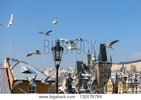 Seagulls in Prague over the Charles Bridge