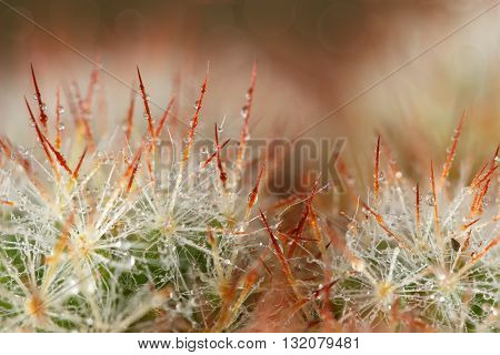 Closeup brown thorns of green cactus with dewdrops .soft focus shallow DOF.
