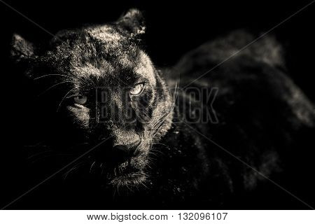 black panther leopard black and white portrait