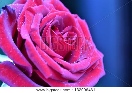 Fresh and wet pink and red roses with droplets in macro photography