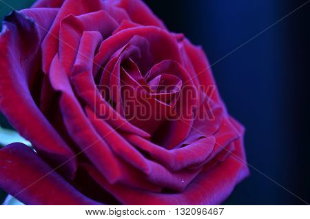 Fresh and wet pink and red roses with droplets in macro photography