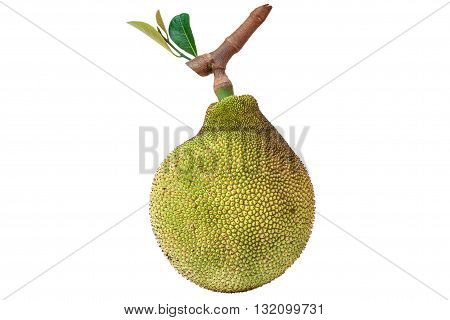 Jackfruit isolated on white background with clipping path