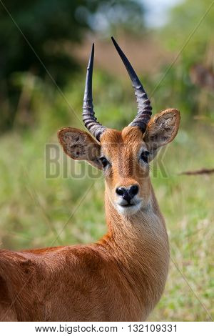 Close up of a wild male puku antelope