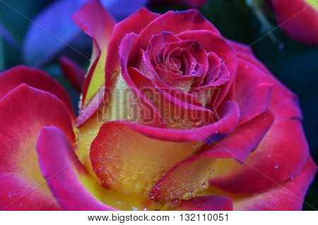 Fresh and wet pink and red roses with droplets in macro photography