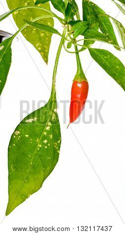 Red Hot Chili Peppers Cayenne, Serrano With Green Stem.