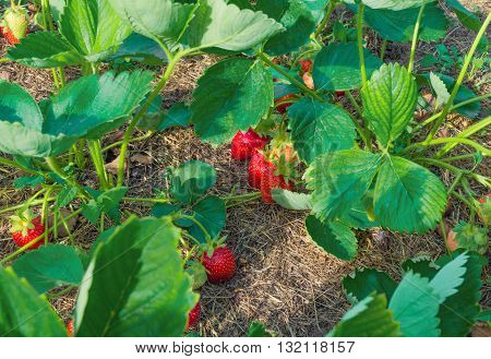 Growing of berries. Bushes of ripe strawberries