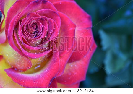 Fresh and wet pink and red roses with droplets in macro photography