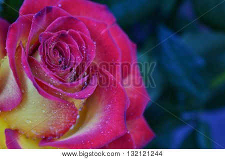 Fresh and wet pink and red roses with droplets in macro photography