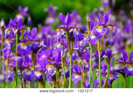 Iris