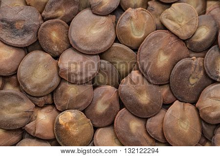 Organic dry White Sirius (Albizia procera) seeds. Macro close up background texture. Top view.