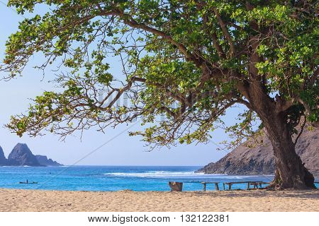 Tranquil scene on best desert beach with white sand on ocean bay Mawun in tropical island Lombok. Wood benches with no people under shady big tree in lost paradise. Travel and vacations in Indonesia.