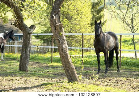 Beautiful driving horse on a meadow on roaming