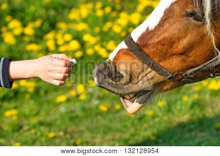 Beautiful driving horse on a meadow on roaming