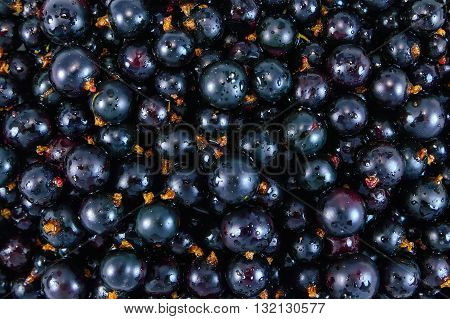 Ripe juicy currant . Texture background currant