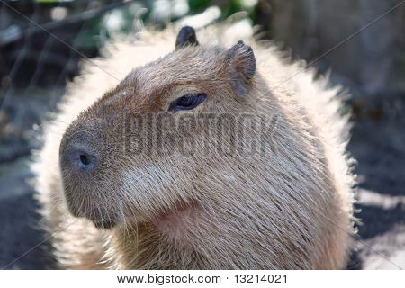Brun og behårede profil portræt af en voksen Capybara i fangenskab