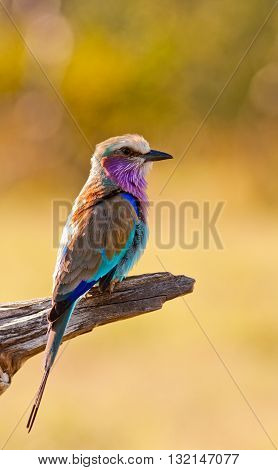Lilac Breasted Roller perched on a branch