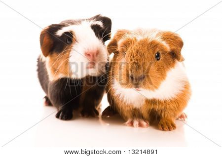 Cavia di bambino