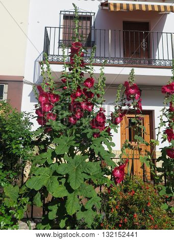 Deep red Alcea hollyhock flower in bloom in early spring