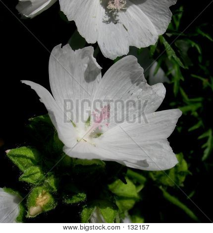 Branca flor selvagem