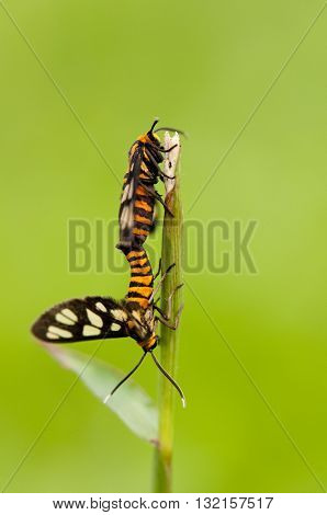 Macro of two mating tiger moths on a green grass