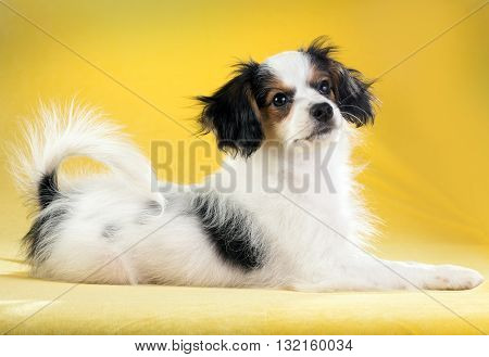 Cute puppy of the Continental Toy spaniel - Phalene - on a yellow background