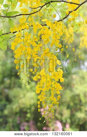 close up backgorund of yellow flowers Cassia javanica