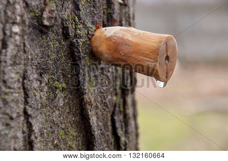 homemade carved wooden spile to tap maple tree for sap to make maple syrup