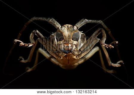 Portrait of beetle cerambycidae in black background.