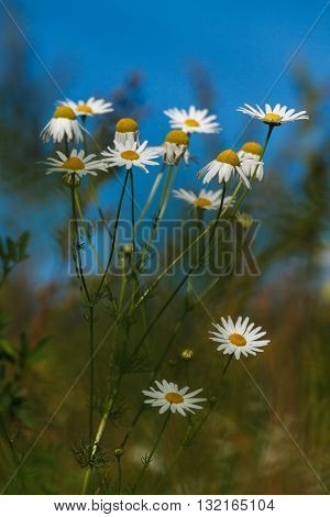 White chamomiles at meadow with blue sky