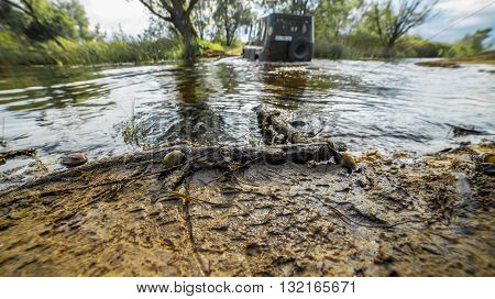 river swamp ukraine snails dnipro outodoor day